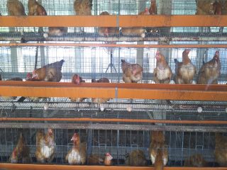 養鶏場の臭気対策
